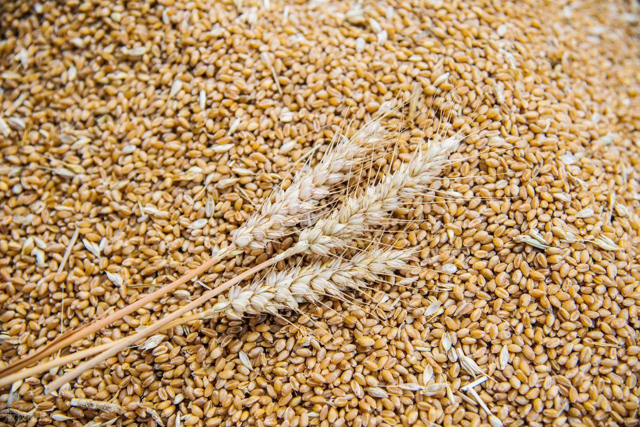 原創(chuàng)托市小麥拍賣清單出來了！小麥行情要反轉(zhuǎn)？