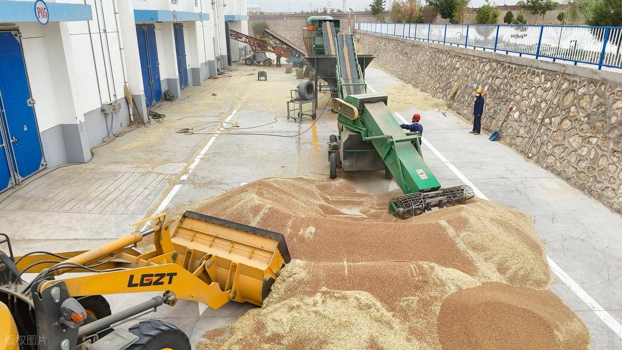 原創(chuàng)托市小麥拍賣清單出來了！小麥行情要反轉(zhuǎn)？