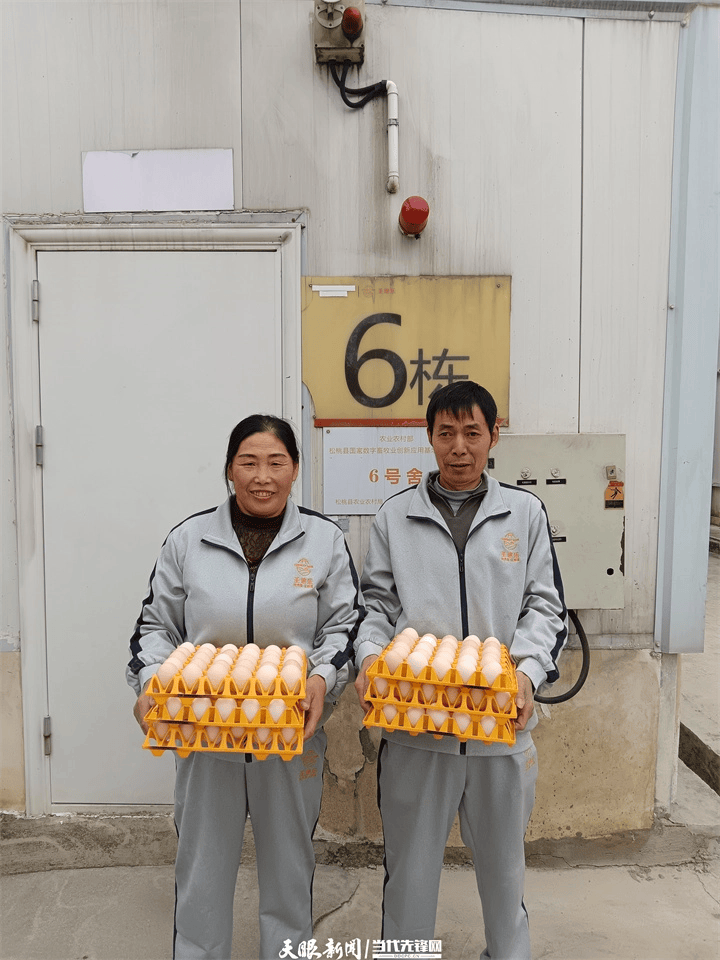 【天眼微鏡頭·現(xiàn)場直擊】20名飼養(yǎng)員“拿下”百萬羽蛋雞養(yǎng)殖場工作｜原來是機(jī)器人在助攻