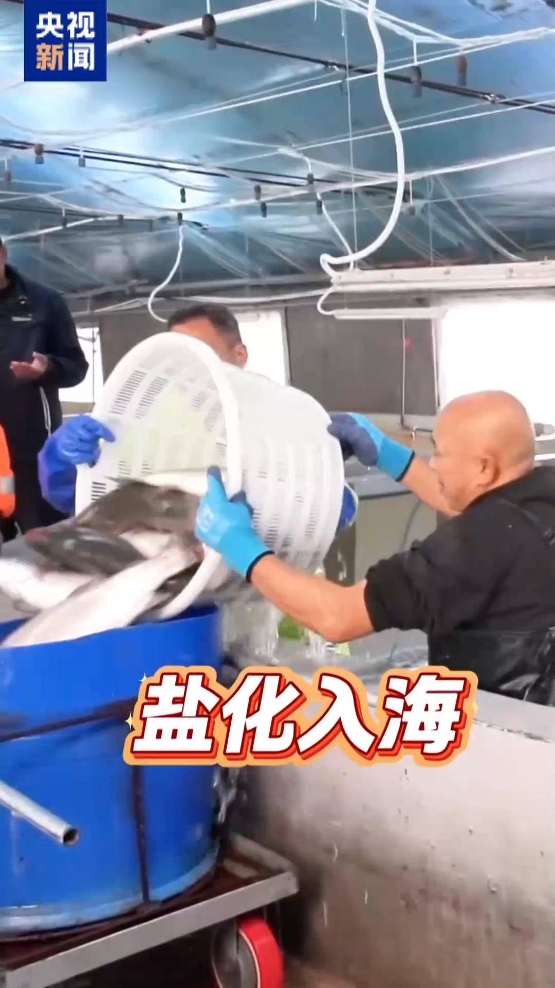 “十五五”開好局 起好步丨三文魚也要“搬家” 陸海接力養(yǎng)殖助力“藍色糧倉”
